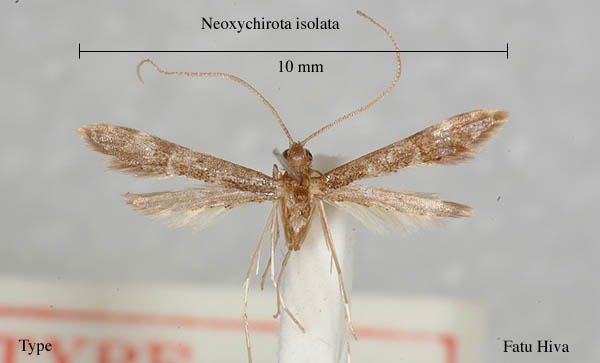 Tineodidae