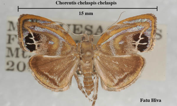 Choreutidae