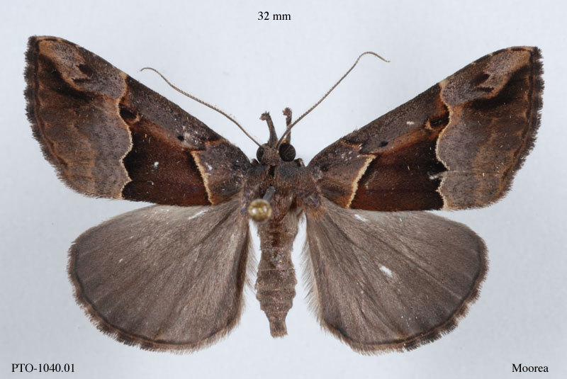 Noctuidae