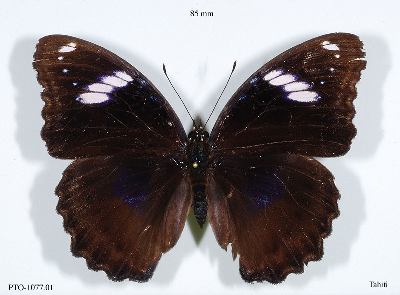 Nymphalidae