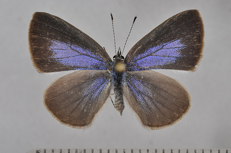 Lycaenidae