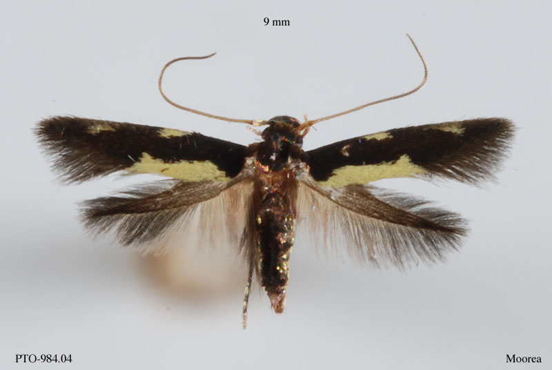 Tineidae