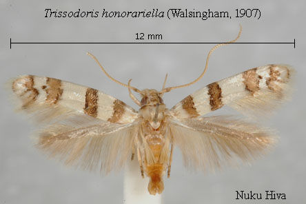 Cosmopterigidae